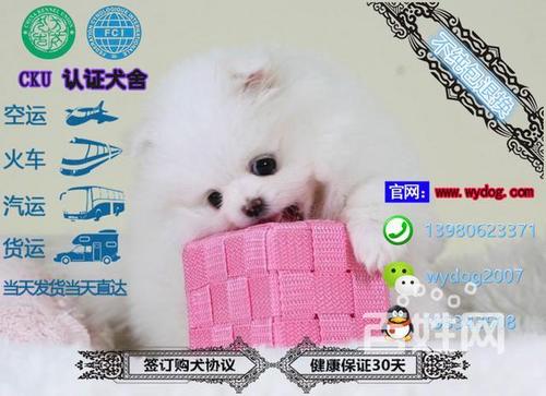 出售幼犬_500字