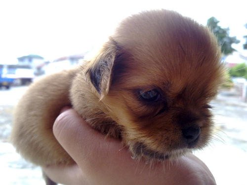 Puppy_750字
