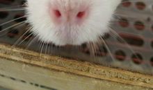 初二状物作文：荷兰猪_1200字