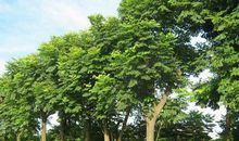 初二状物作文：栾树_750字