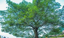 初二状物作文：一棵神奇的树_800字