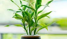 初二状物作文：富贵竹_1200字