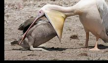 动物优美段落：动物段落_900字