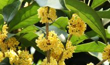 初二状物作文：我家金桂又飘香_800字