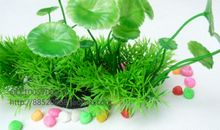 初二状物作文：豆苗也美丽_750字