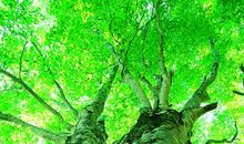 绿叶对根的情意_700字