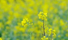 六年级文言文改写:美就在身边_500字