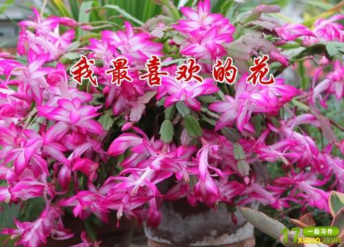 小学二年级作文：Ugly Flower_1200个单词