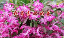 初二状物作文：丑花_1200字