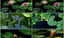 绽放的睡莲_550字