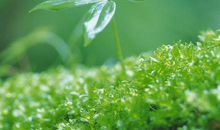 有句话常挂在嘴边_800字