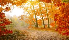 描写秋天景色的句子