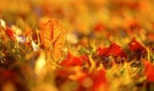 描写秋天的优秀写作素材