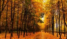 描写秋天的优美段落