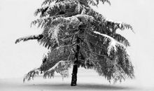 孤独的松树_700字