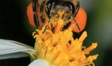 蜜蜂的世界_500字