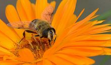 勤劳的蜜蜂_250字