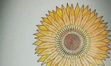 蜜蜂的奥秘_450字