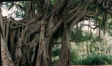 一只鸟的天堂_1500字