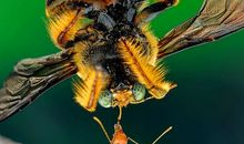 蜜蜂和蚂蚁_400字