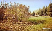 舞秋叶（四季愁.秋）_50字