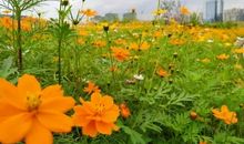 最后一次秋游_900字