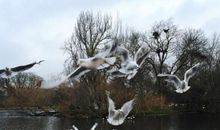 宁静的冬季_700字