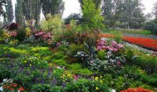 秋游植物园_350字