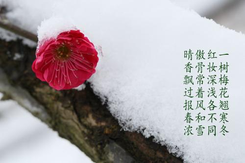 迷人的梅花_450字