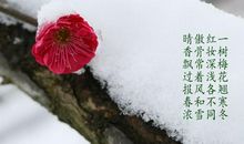 叫人动心的梅花_450字