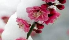 腊月里怒放的梅花_500字