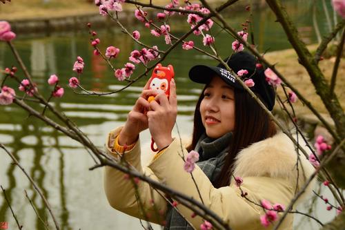 青山公园梅花鉴赏_500字