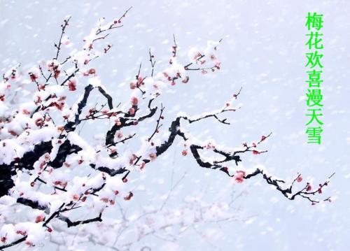 梅花仙子_500字