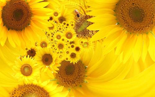 [寒假PK游戏] Sunflower_2000字