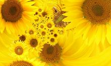 [寒假PK赛]向日葵_2000字