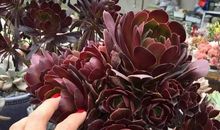 季节(十一) _750字