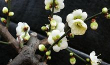 坚强的梅花_300字