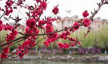 小区的梅花_550字