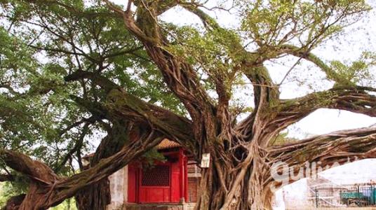 美丽的古代榕树群我的故乡_1200字