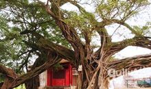 美丽的古榕群我的家乡_1200字