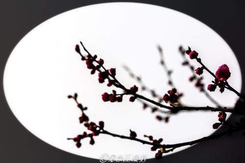 梅花中文_400字