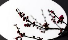 梅花中国人_400字