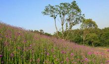 初一抒情散文：有一种浪漫叫成长_900字