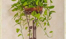 阳台的吊兰_350字