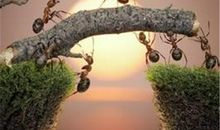 关于团结的作文：团结的小蚂蚁_300字