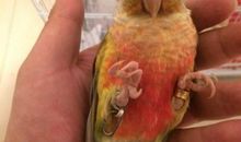 我家飞来的鹦鹉_250字