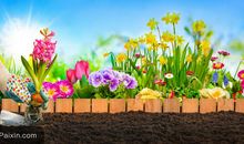 我喜欢的一种花_300字