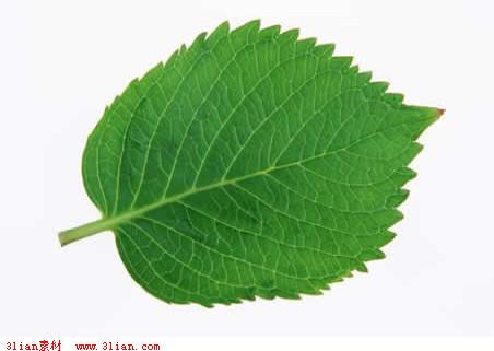 我心中一片绿叶_700字
