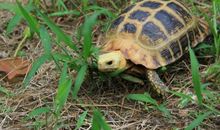 可爱的小乌龟_650字