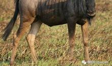 我最熟悉的动物_150字